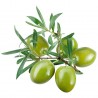 Olive - tree